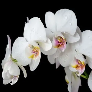Orchid  Wall Art