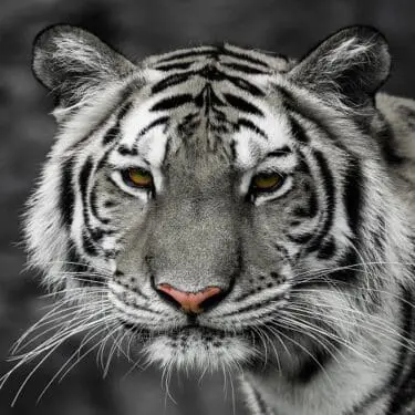 White Tiger Face Glass Wall Art