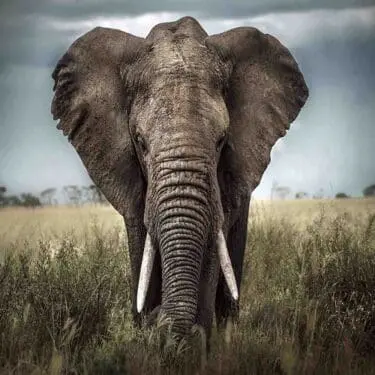 Nature Elephant