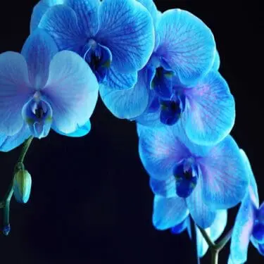 Blue Orchid Glass Wall Art